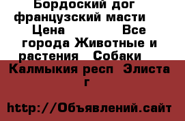 Бордоский дог ( французский масти)  › Цена ­ 50 000 - Все города Животные и растения » Собаки   . Калмыкия респ.,Элиста г.